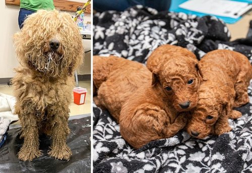 Animal Rescue League Saves Nearly 100 Dogs from Iowa Puppy Mill