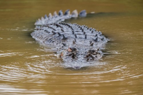 Nature Is Healing: Crocodile Trio Surprisingly Saves Stray Pup From River’s Danger