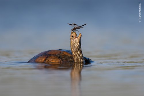 Time To Vote for Wildlife Photographer of the Year People’s Choice Awards
