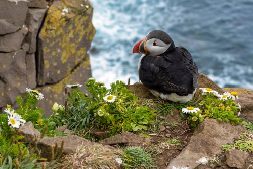 WATCH: Icelanders Hurl Baby Puffins Off Cliffs