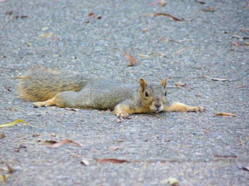 Texas Heatwave Drives Squirrels to ‘Splooting’ for Relief | Flipboard