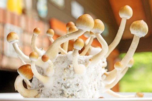 Just One Dose of Magic Mushrooms Can Treat Yet Another Psychiatric Condition
