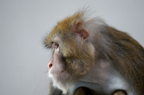 Monkeys with Elon Musk’s Brain Chip Died with ‘Tattered’ Brains, Paralysis: Report