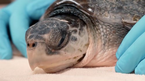 Massachusetts Flies 52 Sea Turtles on Private Jet to Florida to Warm Up for the Winter