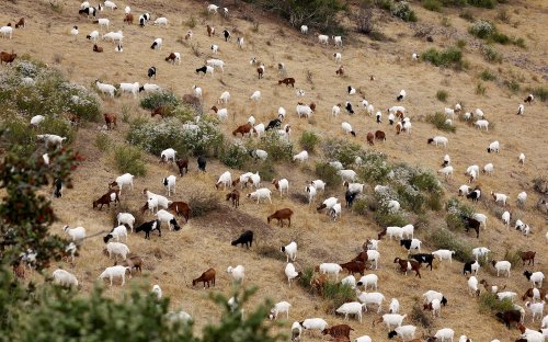‘Fire Grazers’ Leasing Out Hundreds of Goats to Battle California Wildfires: ‘They Have the Right Mouths’