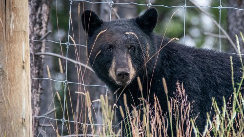 WATCH: ‘Hi Cutie!’ Family Cheerfully Welcomes Bears at Cabin — Until One Hops the Gate