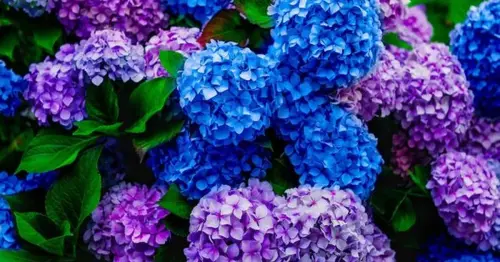 Unlock stunning hydrangea blooms next spring with these 3 essential autumn care tips