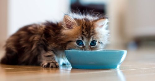 Americans warned six foods found in the house can be 'deadly' for cats