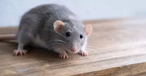 Rats flee from homes when you use three cheap products you probably already have