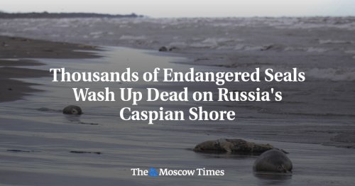 Thousands of Endangered Seals Wash Up Dead on Russia's Caspian Shore