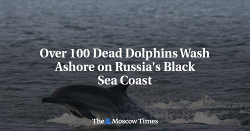 Over 100 Dead Dolphins Wash Ashore on Russia's Black Sea Coast