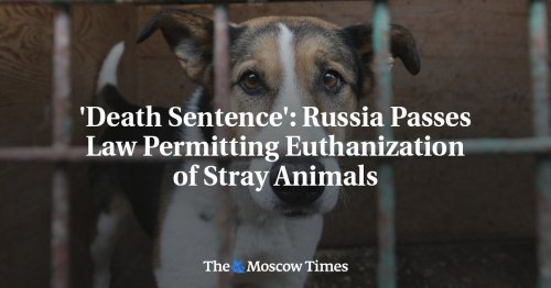 'Death Sentence': Russia Passes Law Permitting Euthanization of Stray Animals