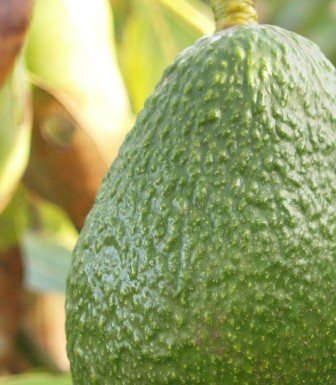 Avocado - Growing and Plant Care Information Hub