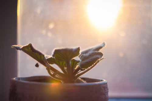 Beat The Heat: Summer Indoor Plant Care Tips