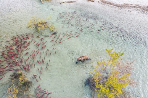 The lessons for British Columbia in Alaska’s epic Bristol Bay sockeye run