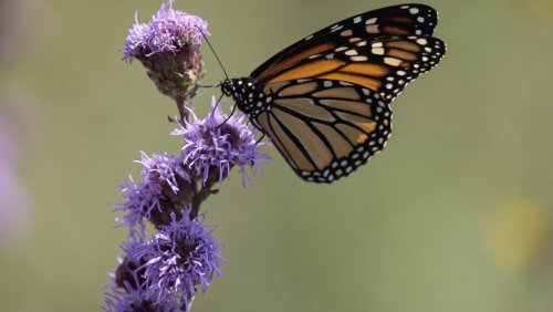 What it's like to run the 4,000-km migration route of the monarch butterfly