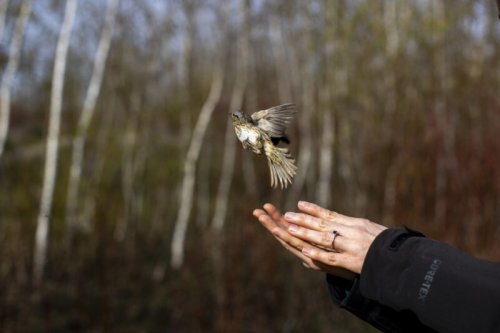 The birds are back in town: lost habitat is being restored in Toronto’s accidental wilderness
