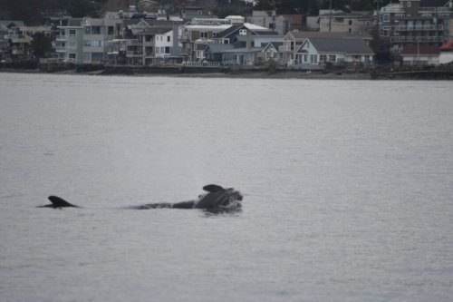 ‘Heartbreaking’ loss of newborn orca spurs renewed call for federal emergency order