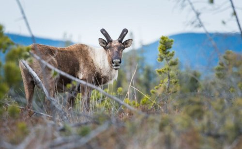 Old-growth logging in endangered Alberta caribou habitat ‘flies in the face of common sense,’ critics say | The Narwhal
