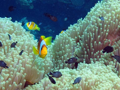 台灣「曾經」引以為傲的珊瑚礁魚類 30年來大量銳減！ - The News Lens 關鍵評論網