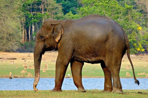 Palakkad-Coimbatore elephant corridor: Madras HC judges to conduct