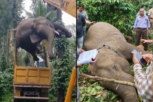 electrocution-continues-to-be-the-major-cause-of-elephant-deaths-in