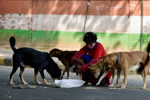 ‘Citizens have right to feed stray dogs’: SC vacates stay on Delhi HC order