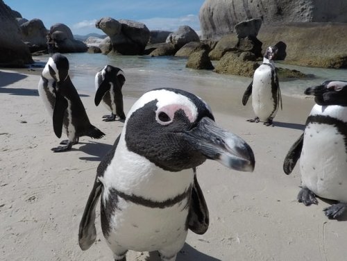 Where to Turn for a CentOS Replacement? Here's 5 Solid Linux Distros to Check Out - The New Stack