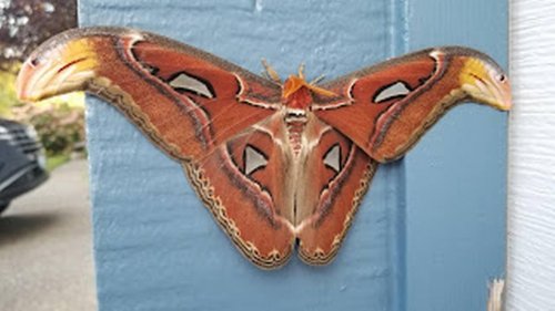 ‘World’s largest moth’ found hanging out on a garage in Washington, photos show