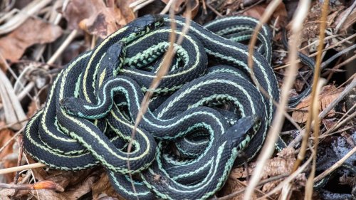 Know your WA snakes: How to avoid a venomous bite, and what to do if you don’t