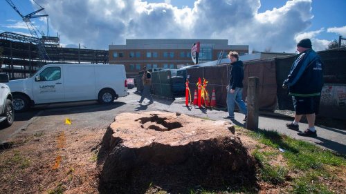 A giant tree by an iconic Tacoma burger joint was cut down. People are mad. Here’s why