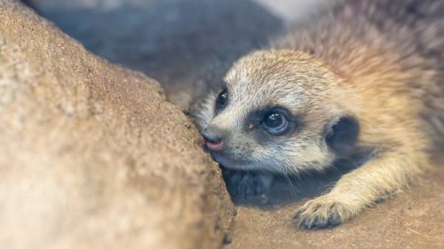 New babies add to ‘the mob’ at Tacoma’s Point Defiance Zoo. Have a look