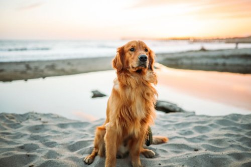 Exploring the Best Dog Breeds: 11 Reasons Why Golden Retrievers Shine