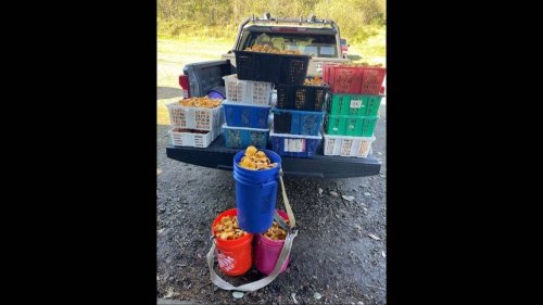 Men say they picked ‘some’ mushrooms, then officer finds 179 pounds, WA officials say