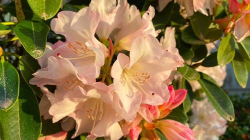 Enjoy those blooms! There’s a reason the rhododendron is Washington’s state flower