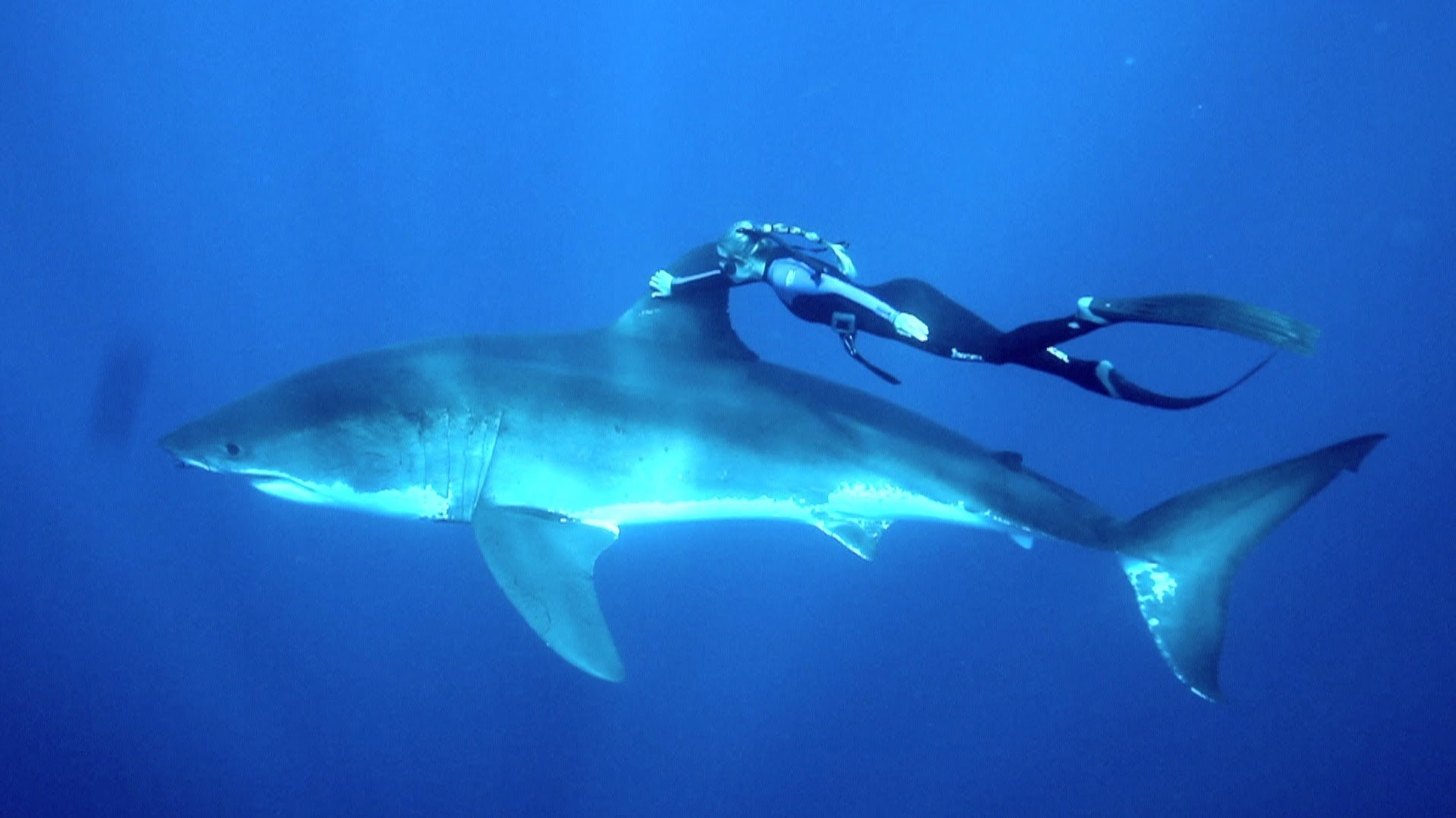 Diver Ocean Ramsey "Swims with Sharks" to Promote a More Positive Image of These Animals - The Phoblographer
