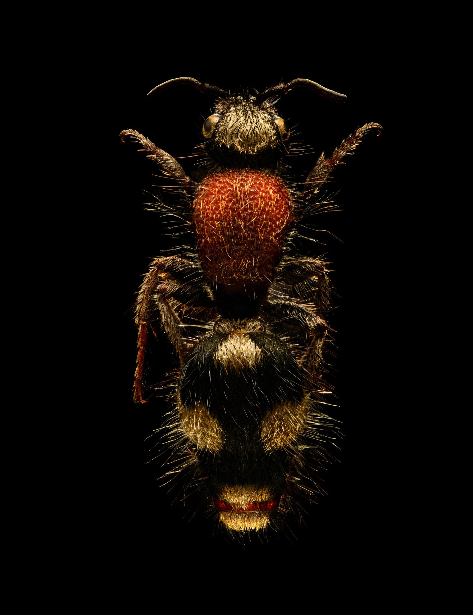 Microsculpture: Insanely Detailed Macro Photos of Bugs
