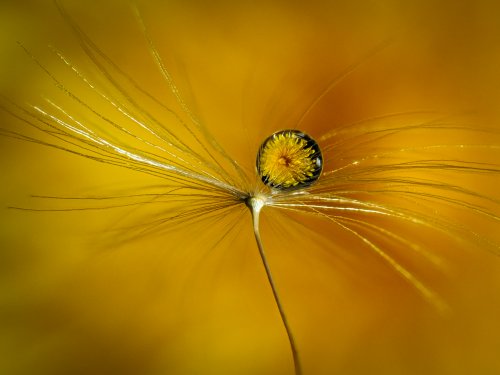 How to Shoot Better Macro Photos In-Camera