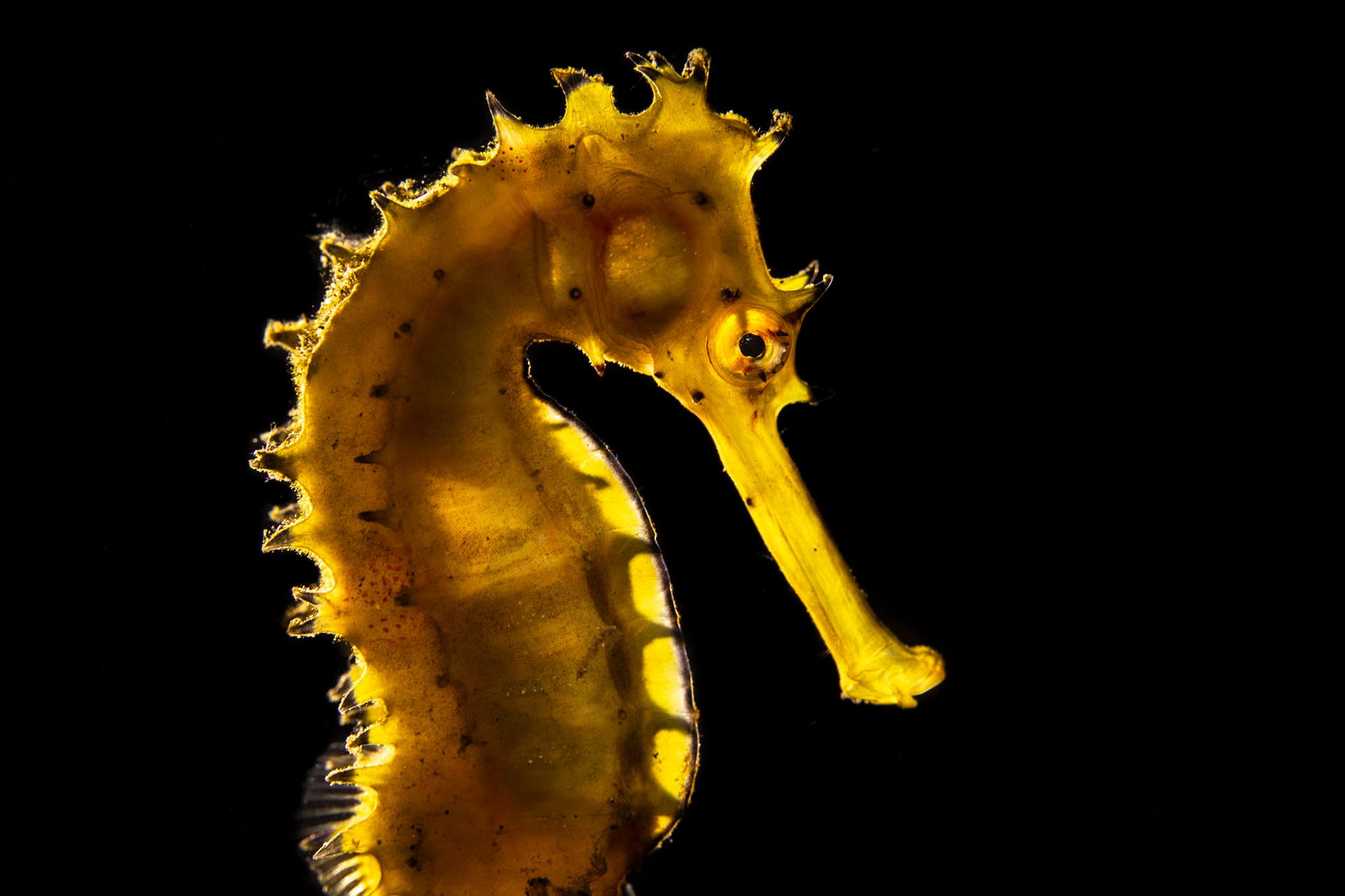 Tobias Friedrich's Old Canon DSLR Captures Critters of the Deep Seas