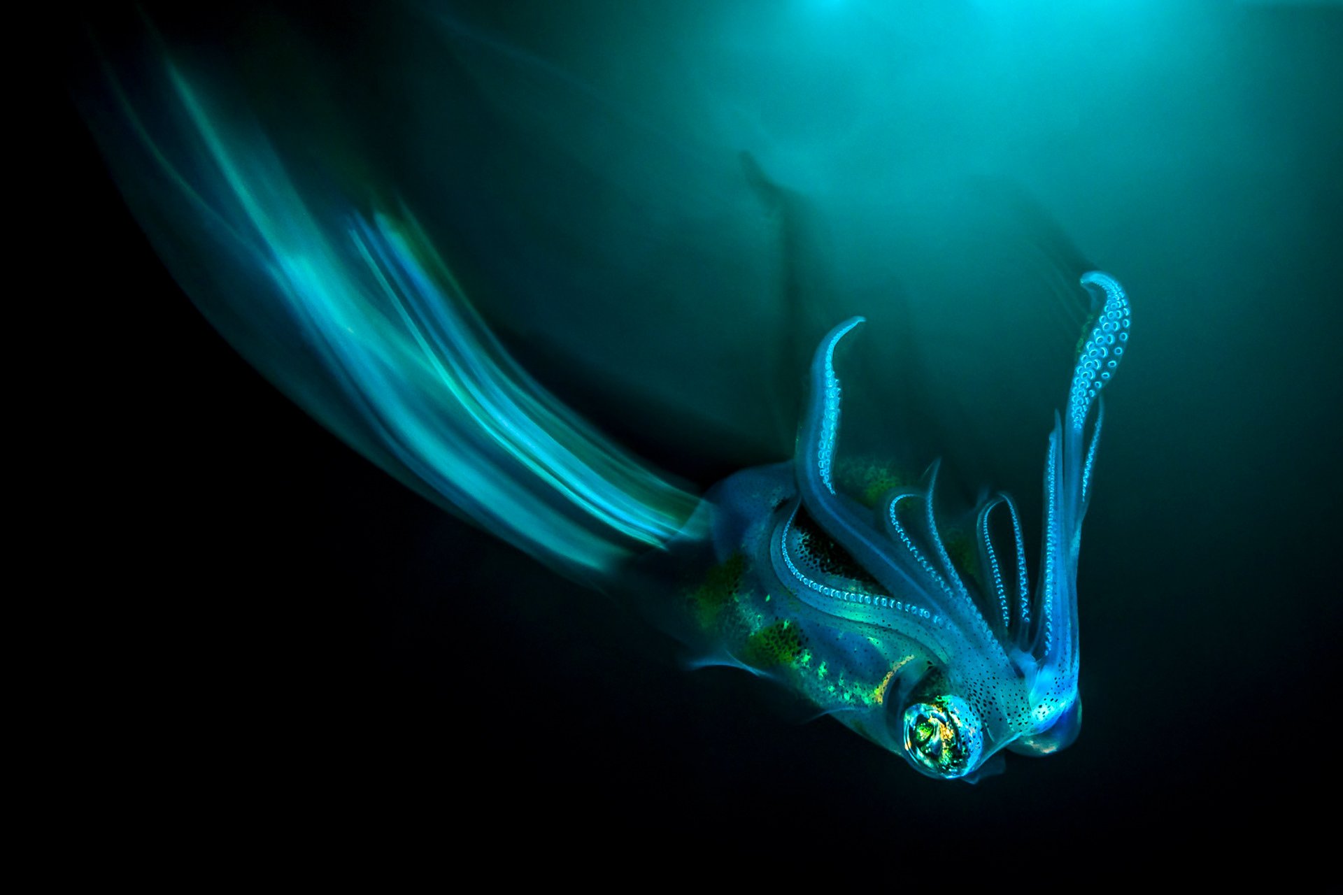 Tobias Friedrich Reveals the Surreal Creatures of the Deep in "Blackwater"