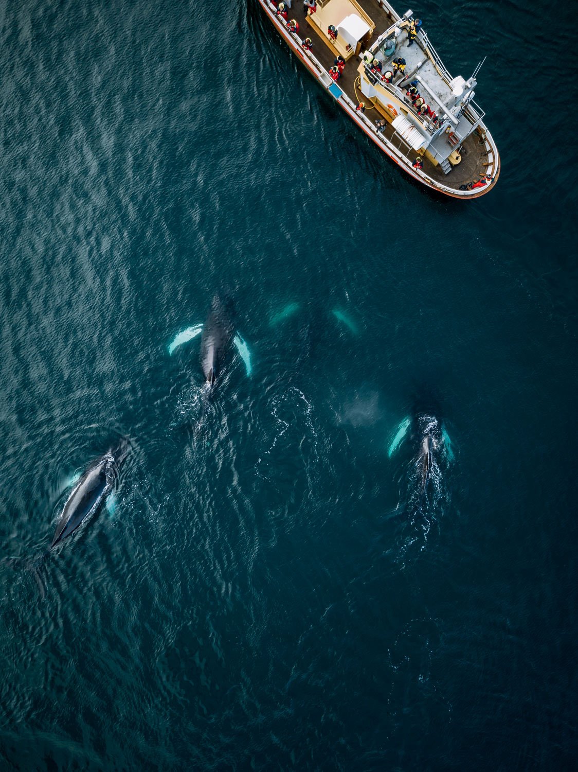 Michael Schauer Shares a Whale Watching Story with Aerial Photos