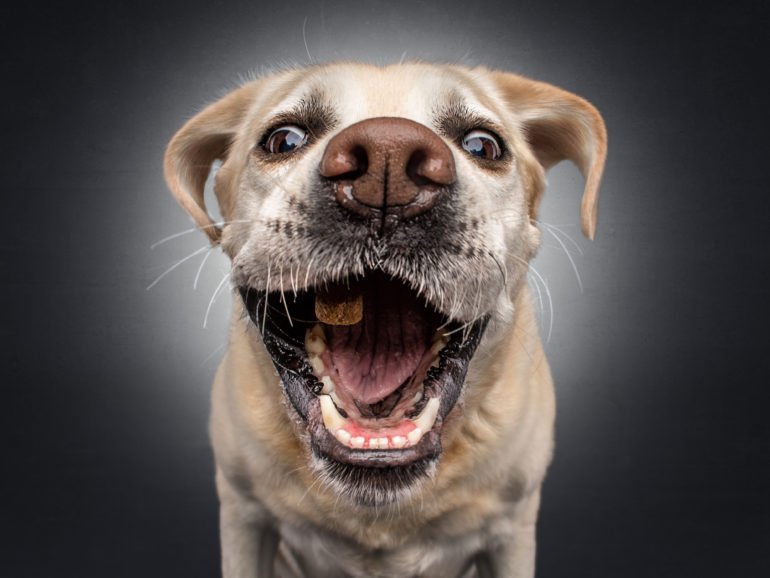Christian Vieler Takes the Funniest Photos of Dogs Catching Treats