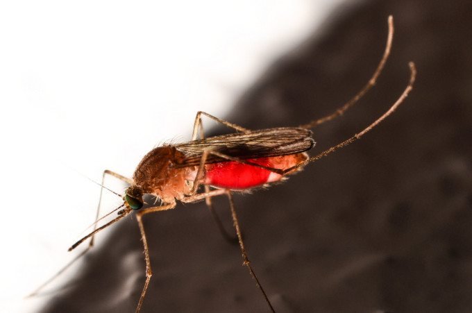 Stunning Image Captures Mosquito As it Sucks Up Blood