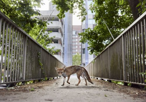 The Gear Used By British Wildlife Photography Awards Winners
