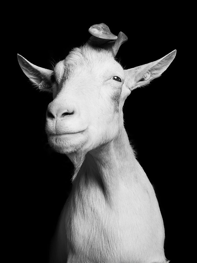 Jurian Kriebel's Portrait Series Shows the Expressive Side of Goats