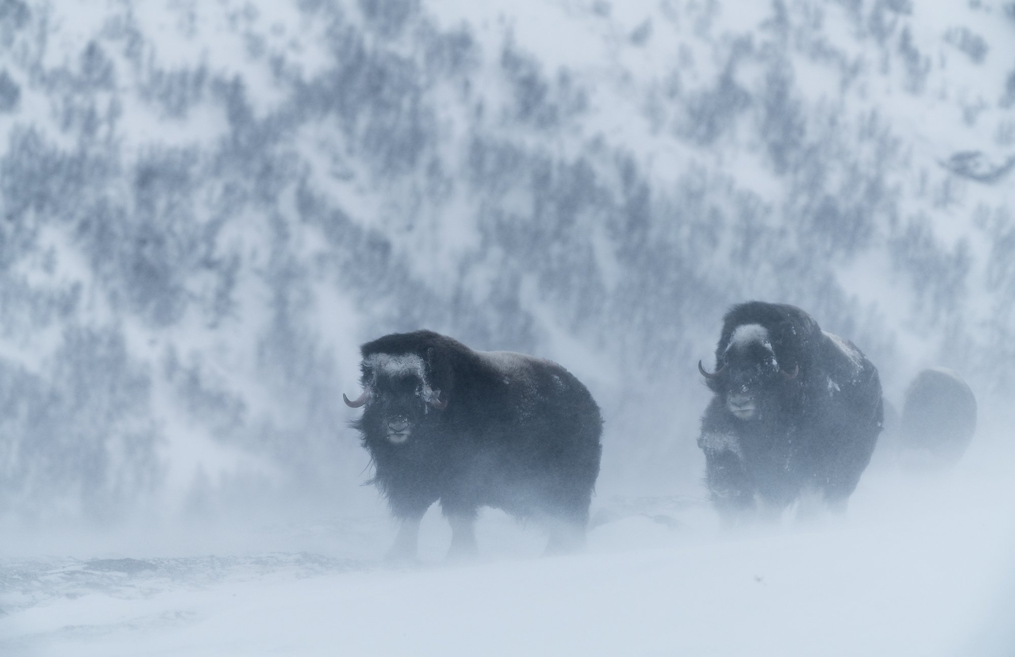 Chris Schmid's Photographs of Musk Ox in the Cold Are Hypnotic