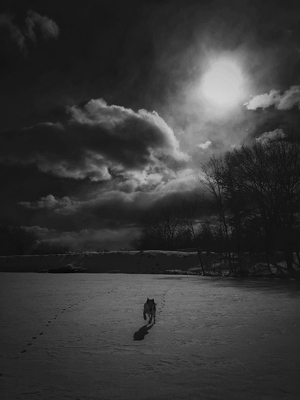 Cheryl Senter: Black and White Photos of Rescue Dogs