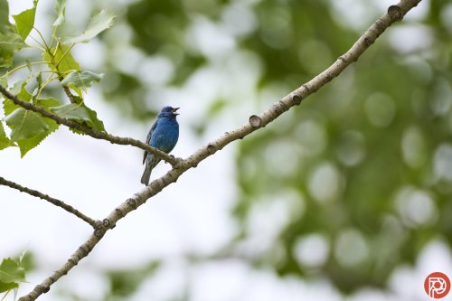 bird-photographers-go-download-this-free-bird-id-app-right-now-flipboard