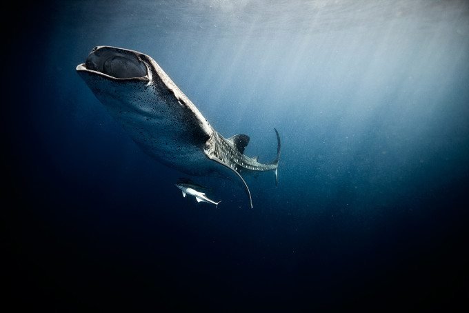 Jorge Cervera Hauser: Capturing Compelling Underwater Photos