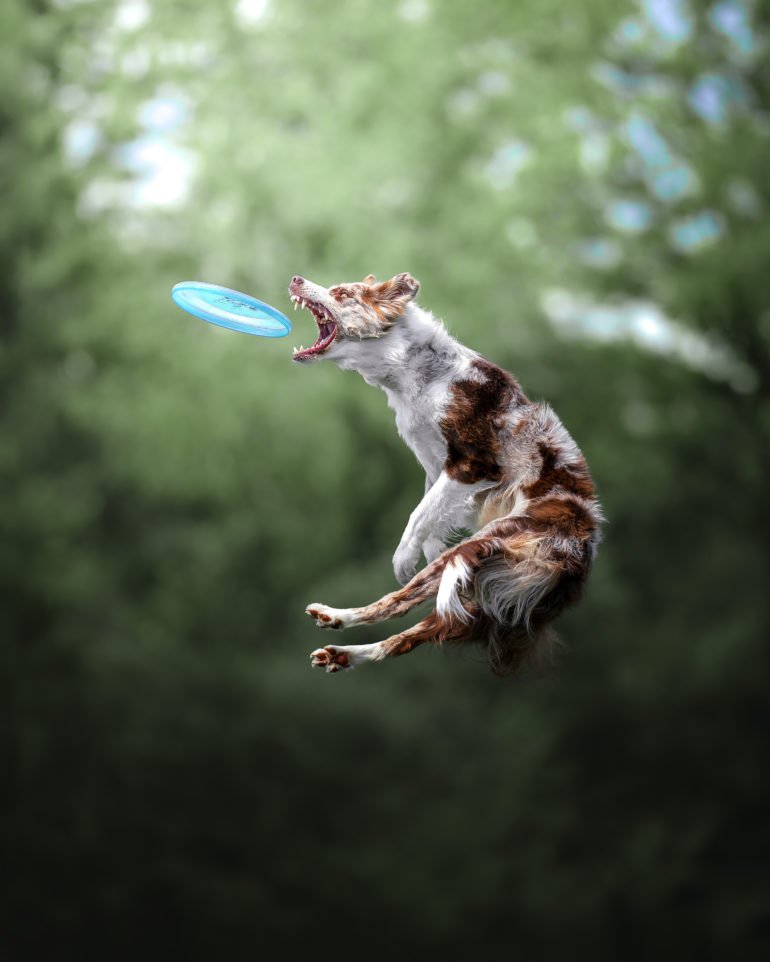 Photographs of Amazing Flyings Dogs and Other Cute Pups